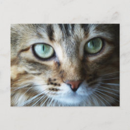 Cartão Postal Hermione em Cima