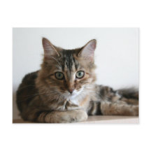 Hermione na prateleira