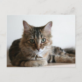 Cartão Postal Hermione na prateleira