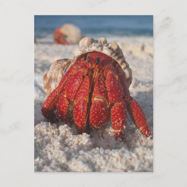 Cartão Postal Hermit Crab (Frente)