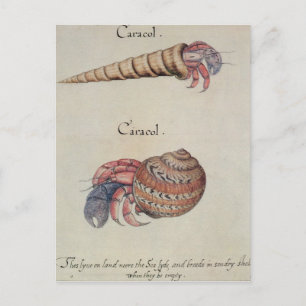 Cartão Postal Hermit Crab