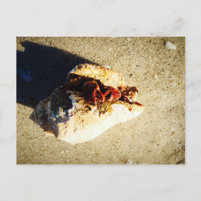 Cartão Postal Hermit Crab Clearwater Beach (Frente)