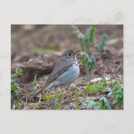 Cartão Postal Hermit Thrush