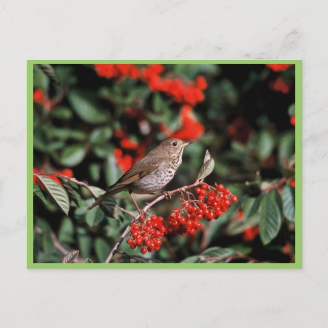 Cartão Postal Hermit Thrush (Frente)