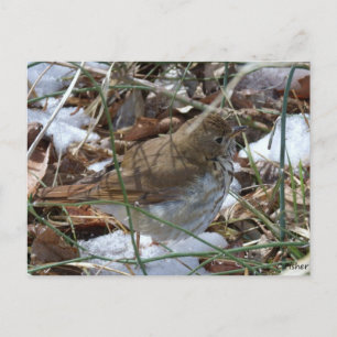 Cartão Postal Hermit Thrush