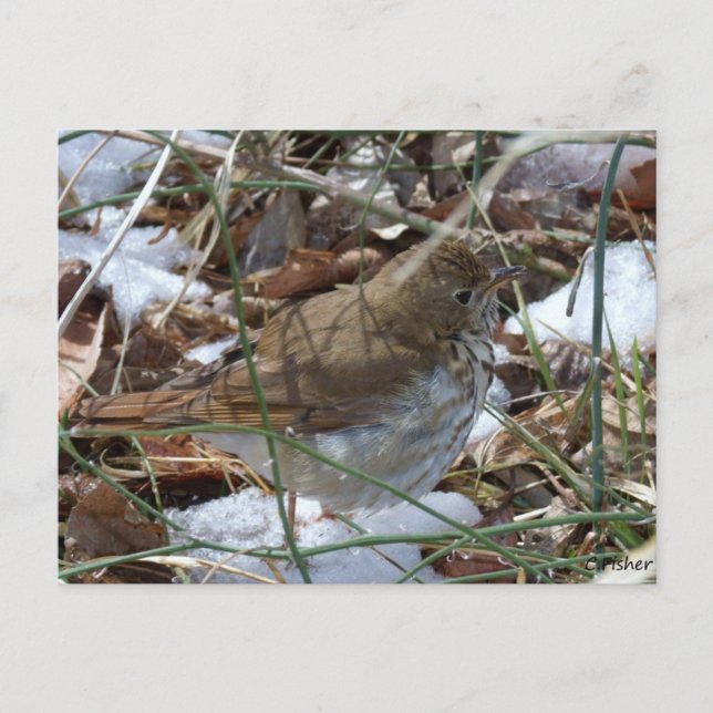 Cartão Postal Hermit Thrush (Frente)