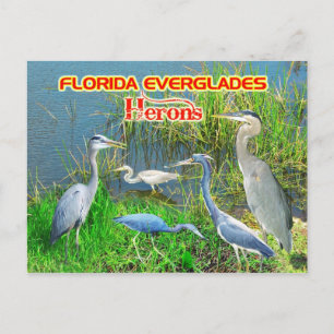 Cartão Postal Herões do Parque Nacional de Everglades, Flórida