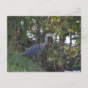 Cartão Postal Heron