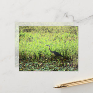 Cartão Postal Heron 6449