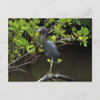 Cartão postal Heron Azul