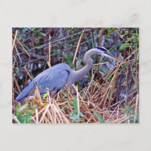 CARTÃO POSTAL HERON AZUL excelente