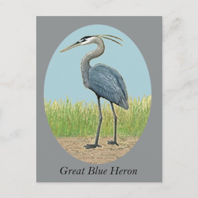 Cartão postal Heron Azul excelente (Frente)