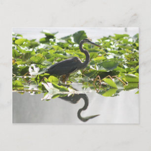 Cartão postal Heron do Excelente A6