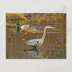 Cartão Postal Heron e Mallards