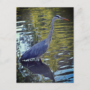 Cartão Postal Heron Feeding in the Pond at RHS Wisley, Reino Uni