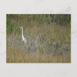 Cartão Postal Heron no Cartão-postal da Grass
