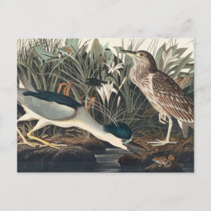 Cartão Postal Héron Noturno de Audubon ou Qua-Bird