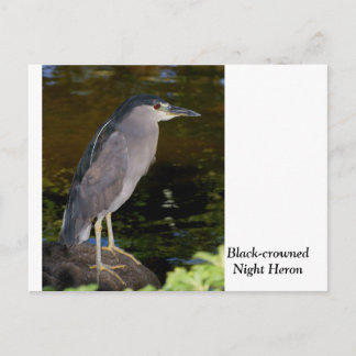 Cartão Postal Heron Noturno de coroação negra