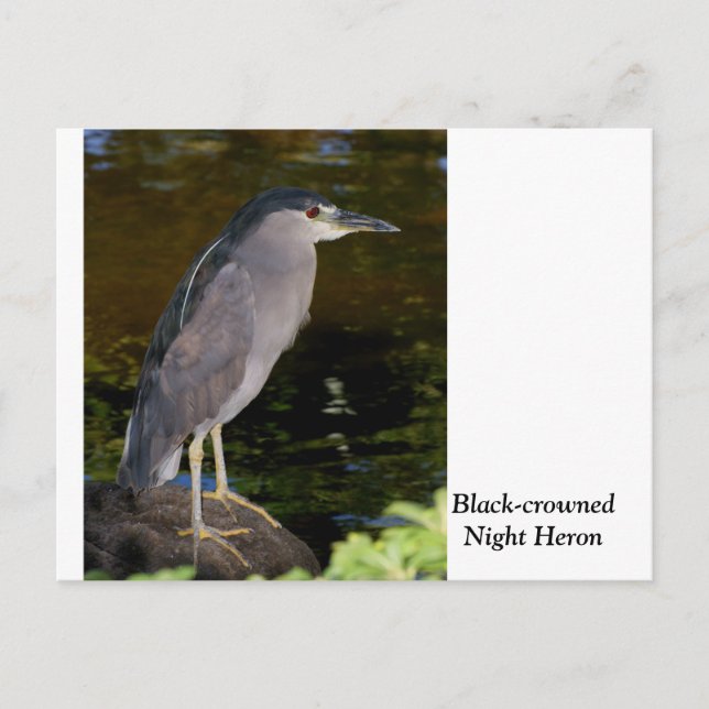 Cartão Postal Heron Noturno de coroação negra (Frente)