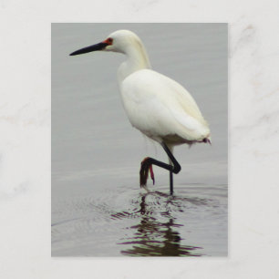 Cartão Postal Heron Photo