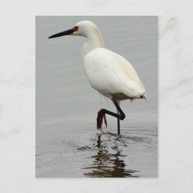 Cartão Postal Heron Photo (Frente)
