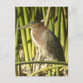 Cartão postal Heron Verde