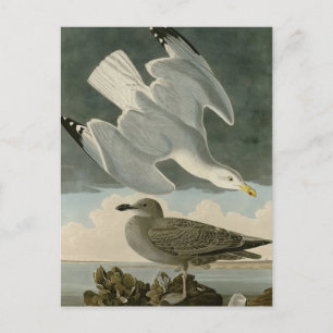 Cartão Postal Herring Gull do Birds of America, de John Audubon