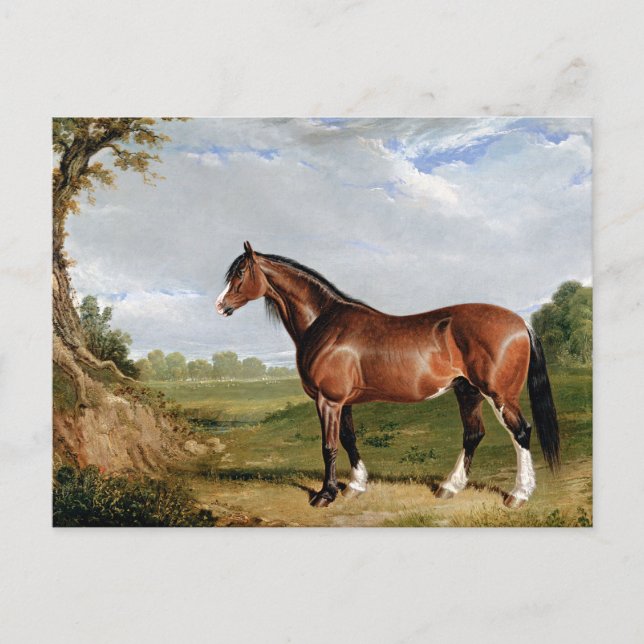 Cartão Postal Herring - Um Clydesdale Stallion, belas artes, (Frente)