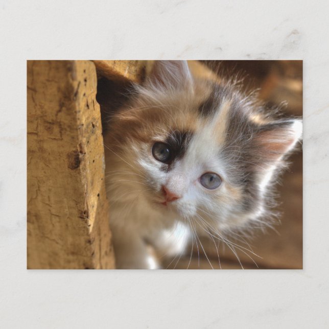 Cartão Postal Heterochromia Calico Kitten (Frente)