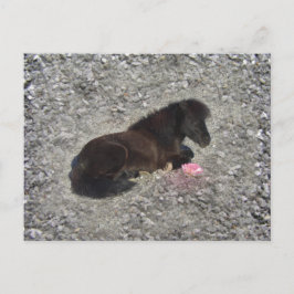 Cartão Postal Hety Shetland Pony Mini Horse Animal Pets