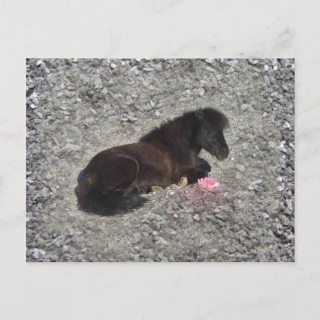 Cartão Postal Hety Shetland Pony Mini Horse Animal Pets (Frente)