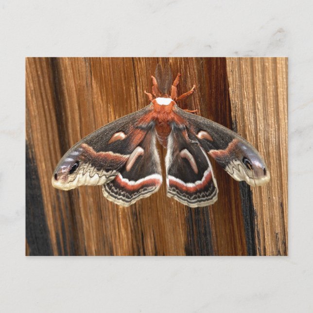 Cartão Postal Hialophora cecropia (Frente)