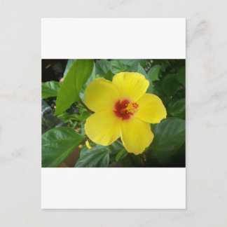 Cartão Postal Hibisco