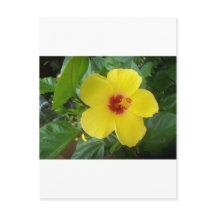 Hibisco