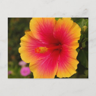 Cartão Postal hibisco 3