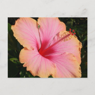 Cartão Postal hibisco 5