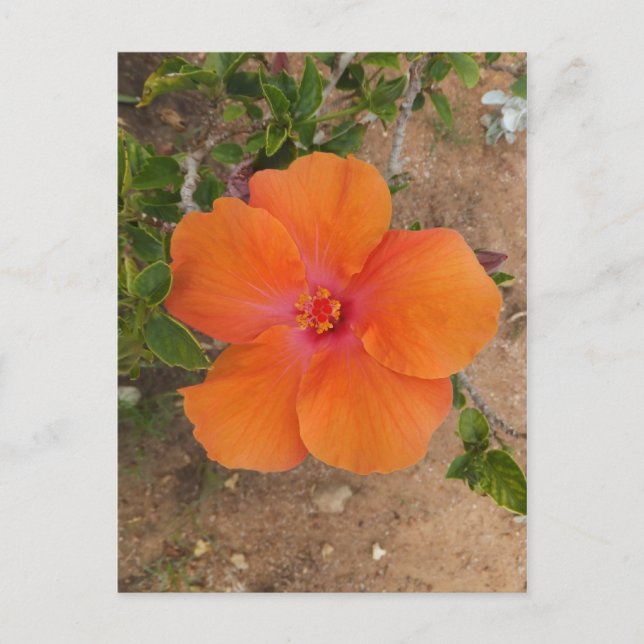 Cartão postal Hibisco Laranja, personalize (Frente)