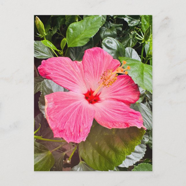 Cartão Postal Hibisco Rosa Bonito (Frente)