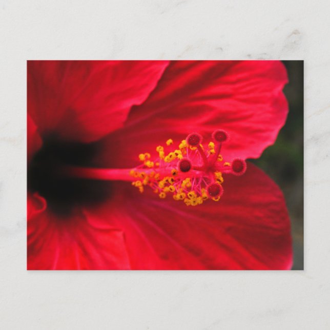 Cartão Postal hibisco vermelho (Frente)