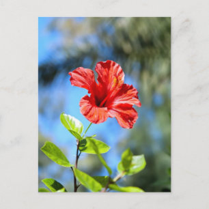 Cartão Postal Hibisco Vermelho