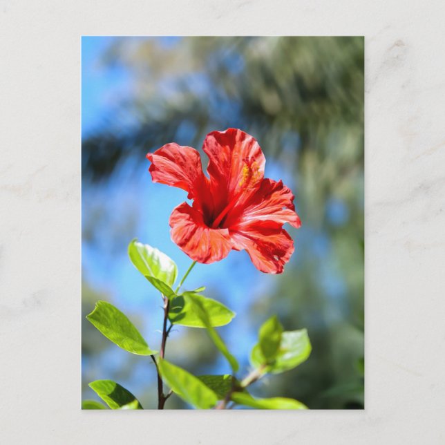 Cartão Postal Hibisco Vermelho (Frente)