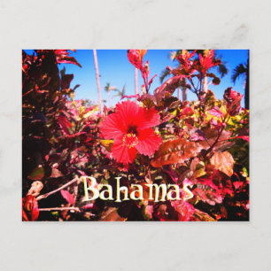 Cartão Postal Hibisco Vermelho Bahamas