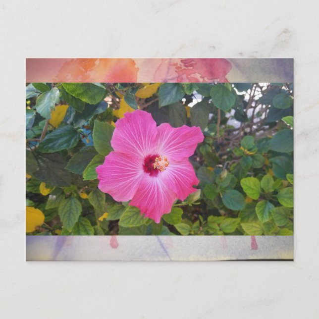 Cartão Postal Hibiscus (Frente)