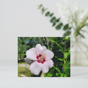 Cartão Postal Hibiscus