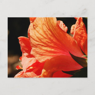 CARTÃO POSTAL HIBISCUS