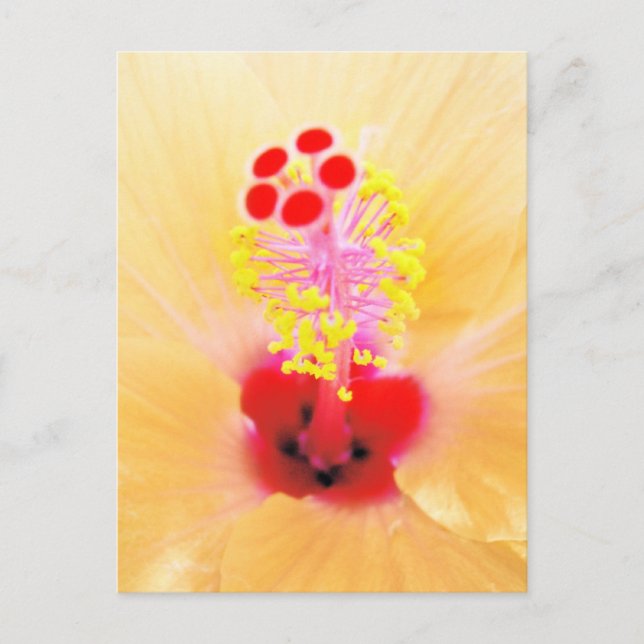 Cartão Postal Hibiscus (Frente)
