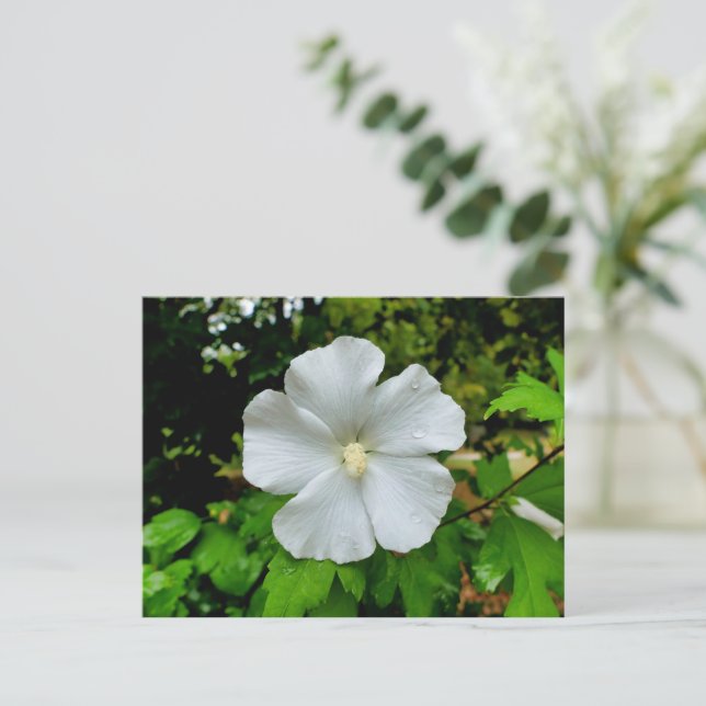 Cartão Postal Hibiscus (Em pé/Frente)