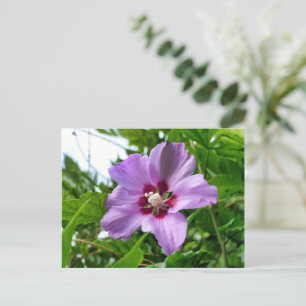 Cartão Postal Hibiscus