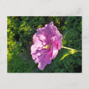 Cartão Postal Hibiscus