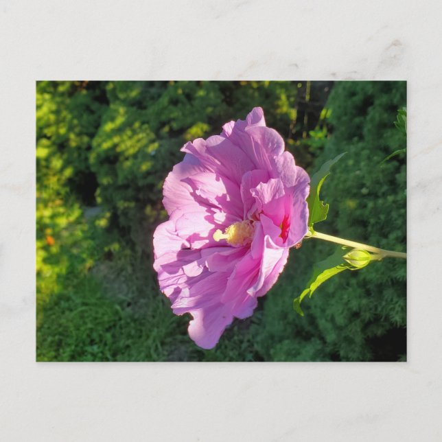 Cartão Postal Hibiscus (Frente)